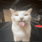 silly cat